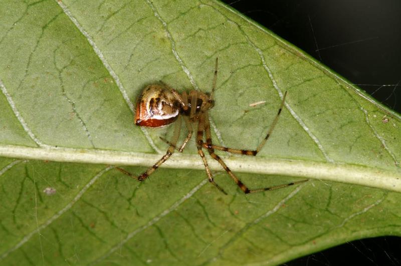 Theridion_pyramidale_D5255_Z_89_Alexandra hills Brisbane_Australie.jpg